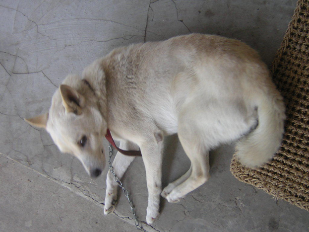Ein hell cremefarbener Hund liegt auf einem Teppich, angekettet und mit einem Geschirr.