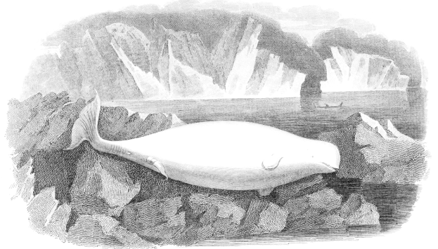 Schwarze und weiße Zeichnung eines Wals, der auf einem Felsen im Wasser liegt, umgeben von Eisbergen im Hintergrund und Text unten.