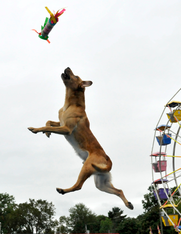 Ein Hund springt in die H├Âhe, um ein Objekt zu fangen, mit B├Ąumen, einem gro├čen Riesenrad und dem Himmel im Hintergrund.