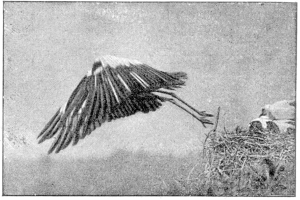 Ein Schwarz-Weiß-Foto eines Storchs, der über ein Nest fliegt, die Flügel gespreizt, das Nest befindet sich auf der rechten Seite des Bildes, mit Text unten.