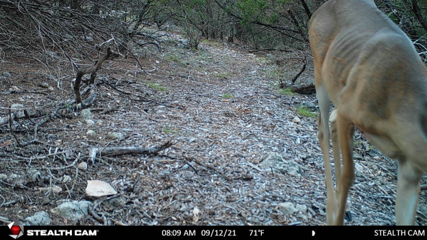 Ein Reh, das auf einer Schotterstraße durch einen bewaldeten Bereich läuft, umgeben von Steinen, Zweigen und Bäumen, mit Text am unteren Rand, der 'Stealth Cam - Rehjagd in Texas' lautet.