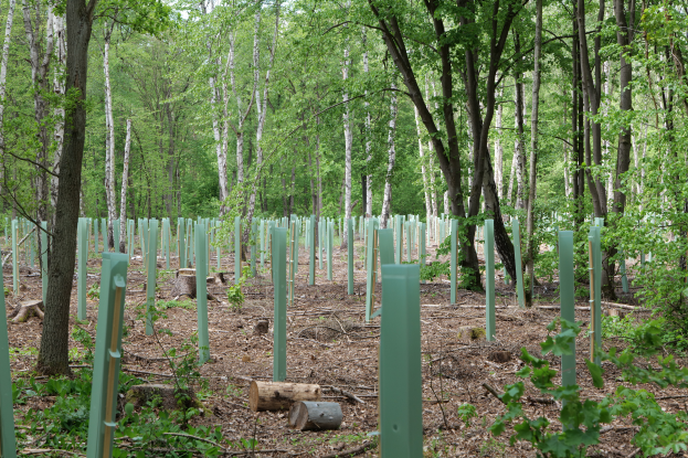 Ein dichter Wald mit hohen, grünen Bäumen, die eine grüne Krone bilden, durchsetzt mit grünen Pfählen, Holzstämmen und verschiedenen Pflanzen am Boden.
