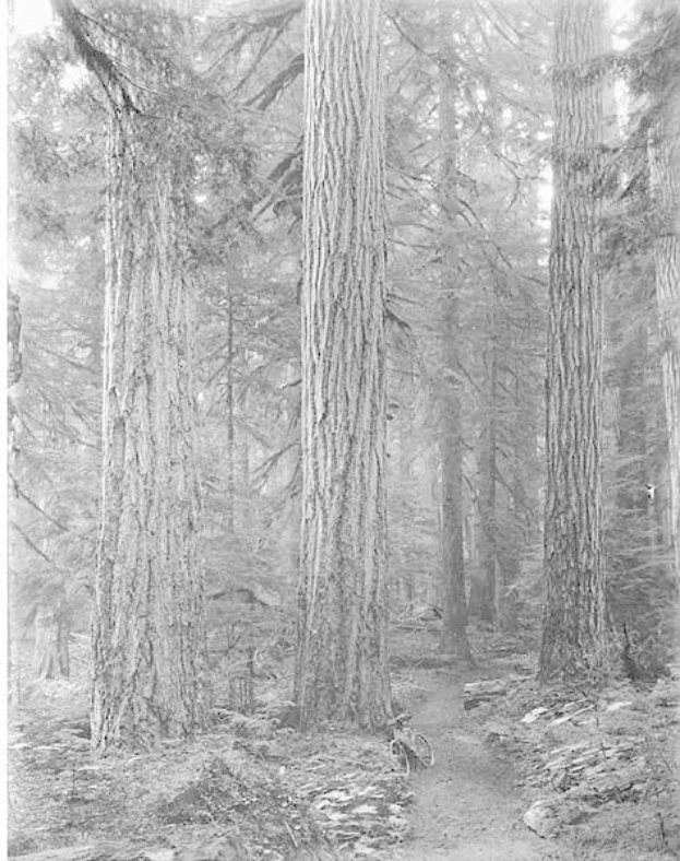 Schwarzes und weißes Foto eines Pfades, der sich durch hohe Redwood-Bäume schlängelt, mit einem geparkten Fahrrad, saftig grünem Gras und Text unten.