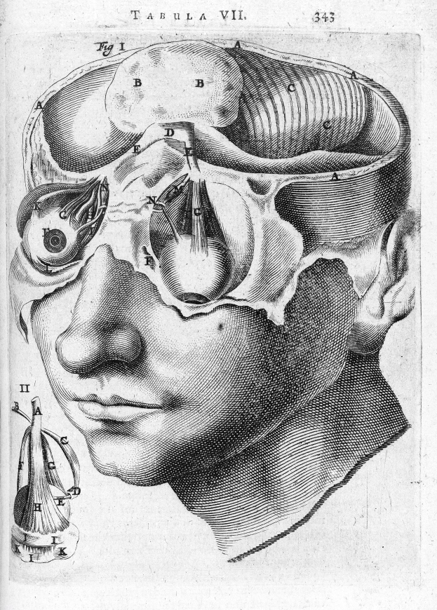 Eine Schwarz-Weiß-Zeichnung eines menschlichen Kopfes mit einem Hirnschema und begleitendem Text, der die Kopfanatomie erläutert.