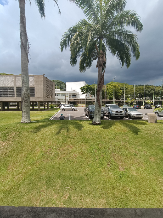 Ein Parkplatz mit Autos, umgeben von grünem Gras und hohen Palmen, mit Gebäuden und Polen im Hintergrund unter einem klaren blauen Himmel.