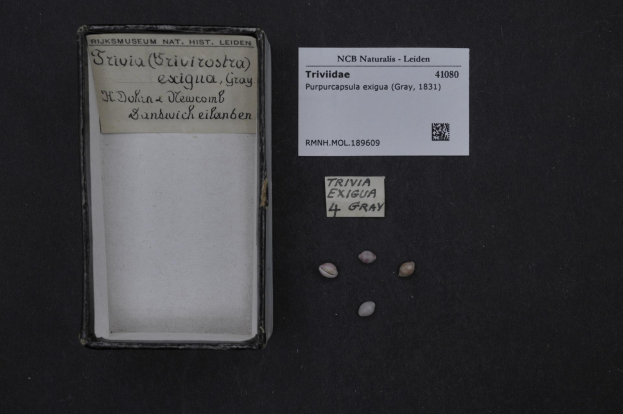 Ein Karton mit einem Etikett steht auf einem Tisch neben einem Blatt Papier, das mit "Trivia Exigua 4 Gray" beschriftet ist und Text sowie einen Barcode enthält, mit ein paar kleinen Gegenständen auf der Oberfläche.