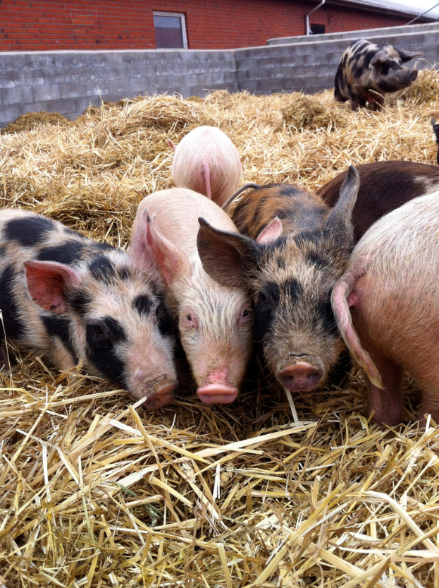 Schweine stehen im Mittelpunkt des Bildes mit trockenem Gras unten, einem Haus im Hintergrund und einer Wand.