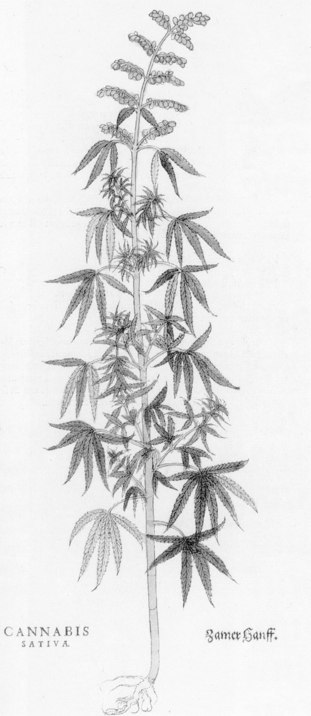 Eine Schwarz-Weiß-Zeichnung einer Cannabis-Pflanze mit den Worten 'Cannabis Sativa' darunter.