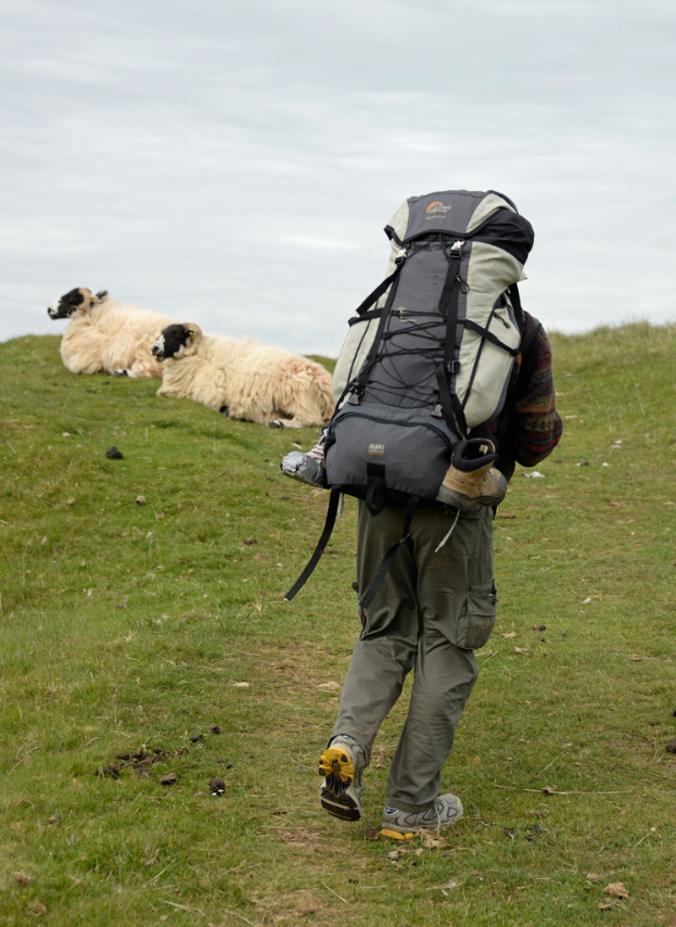 Ein Mann mit einem Touristenrucksack steht auf einem grünen Feld mit zwei Schafen in der Nähe.