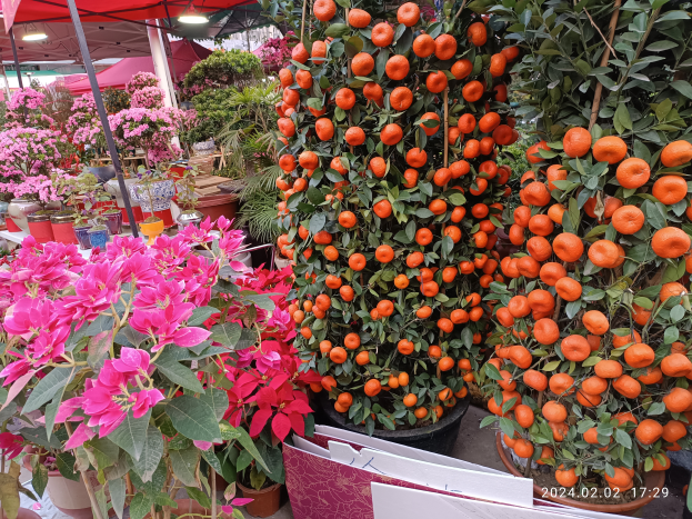 Eine Ladung leuchtend orangefarbener Orangen auf einem Tisch umgeben von saftig grünen Pflanzen und bunten Blumen, mit einer Tafel mit Text im Vordergrund und Zelten mit Lichtern im Hintergrund.