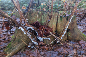 Ermittler nehmen nach 39 Jahren den Cold-Case-Mord an einer 5-jährigen Mädchen wieder auf